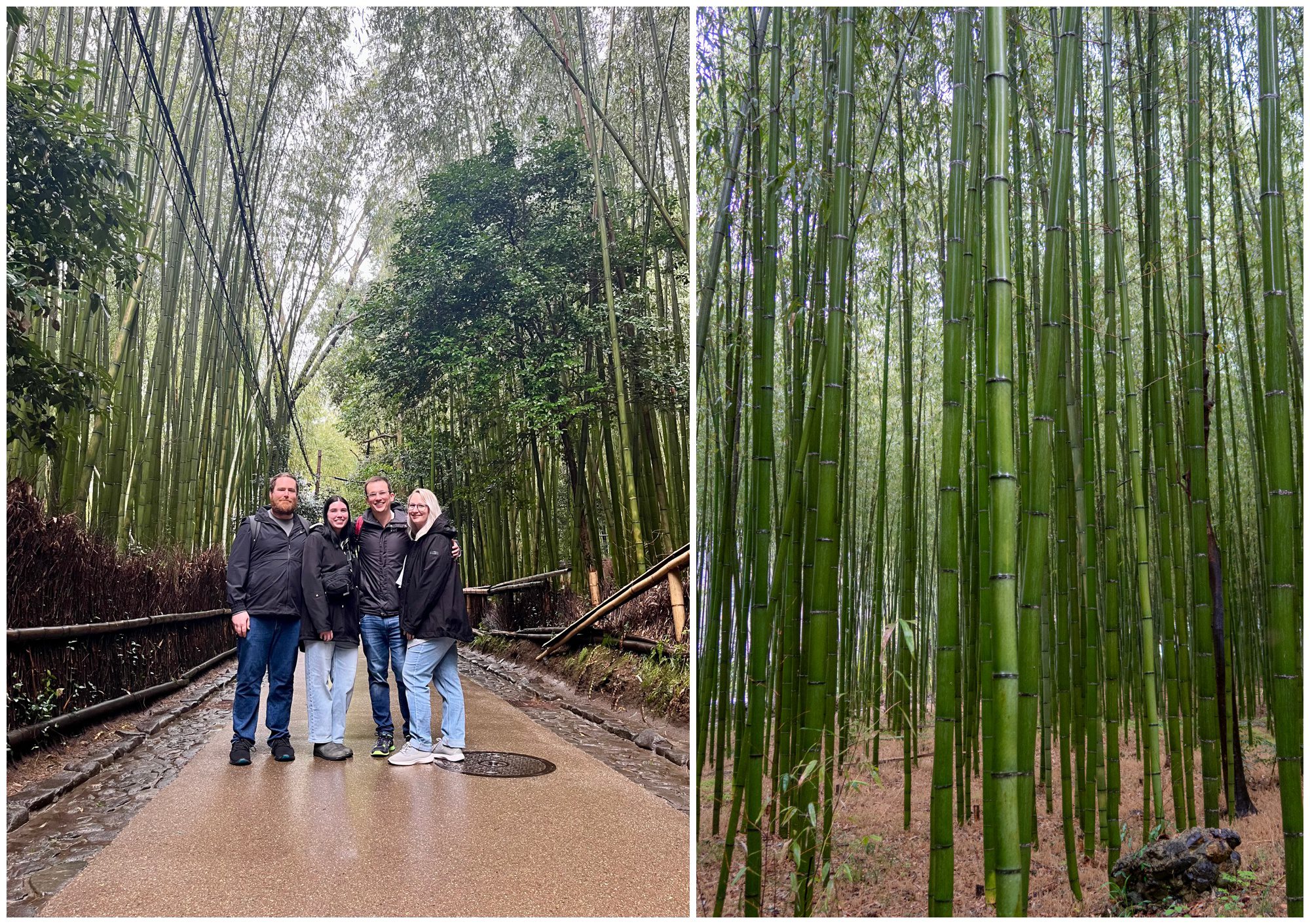 Japan, Arashiyama Bamboo Forest