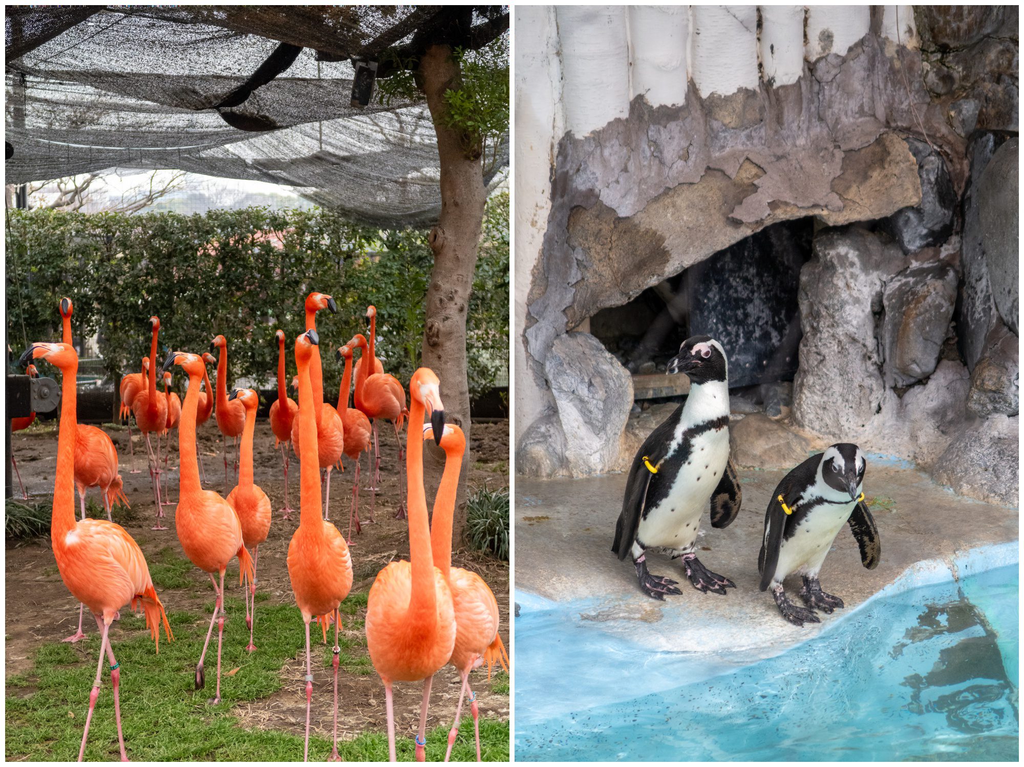 Japan, Ueno Zoo