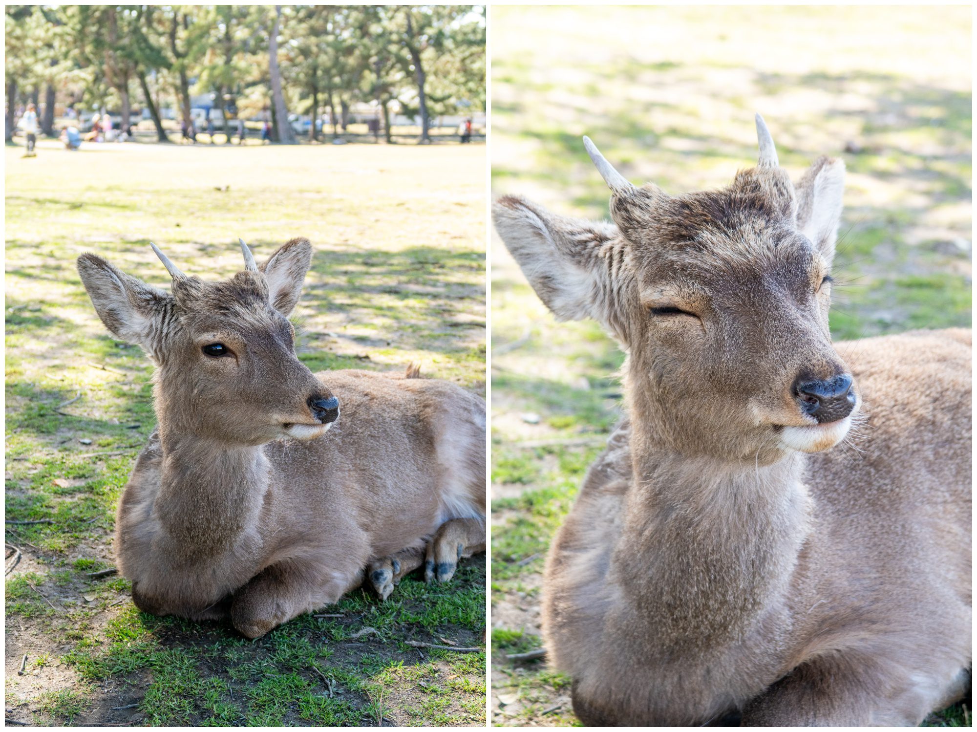 Japan, Nara