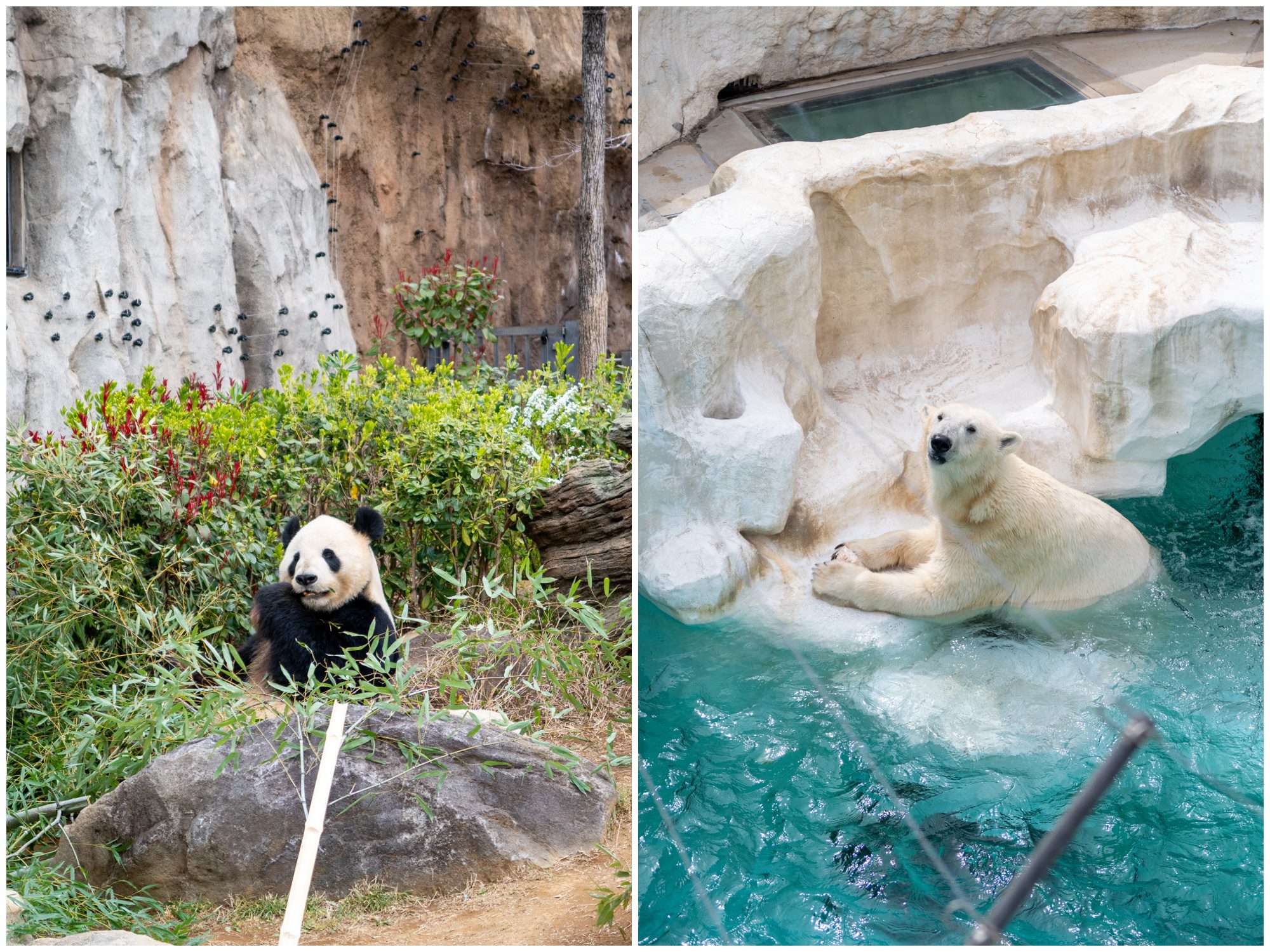 Japan, Ueno Zoo