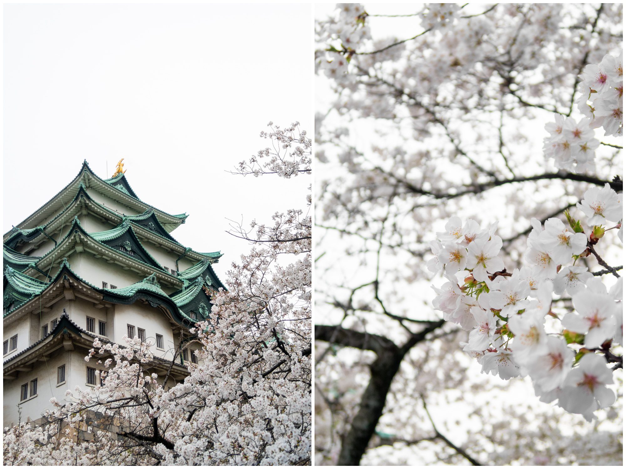 Japan, Nagoya Castle